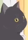 Daru