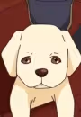 Airu no Koinu