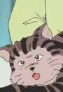 Chibitora